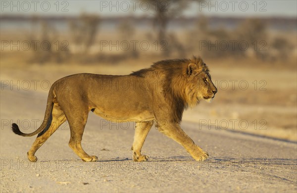 Lion