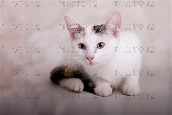 Young cat
