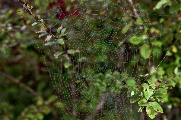 Cobweb in morning dew
