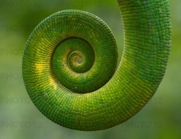 Parson's chameleon