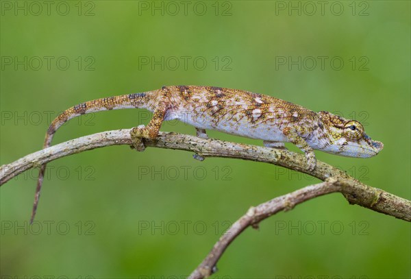 Chameleon