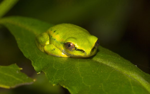 Madagascar frog