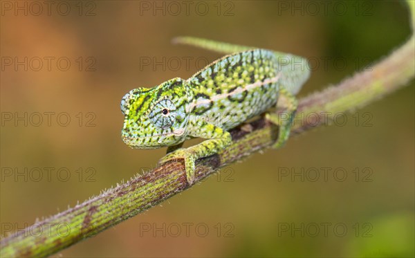 Carpet chameleon