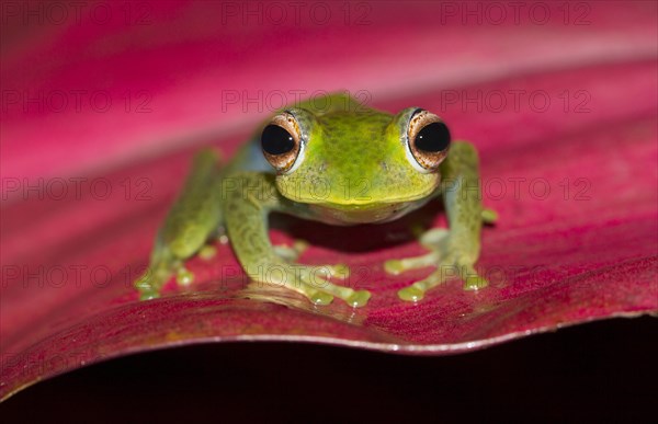 Boophis elenae