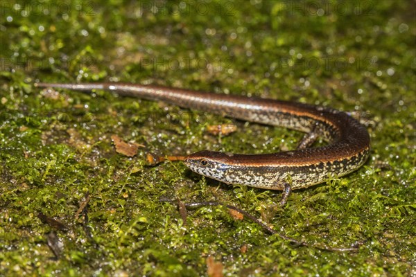 Skink