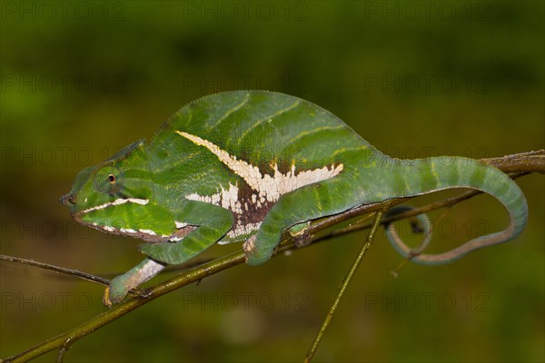 Chameleon