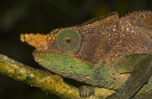 O'Shaughnessy's chameleon