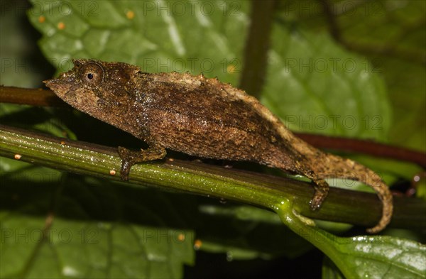 Elongate leaf chameleon