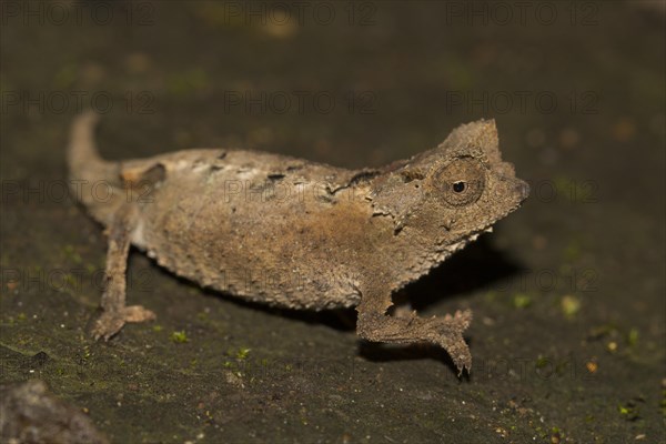Leaf chameleon