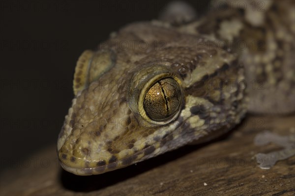 Mocquard's Madagascar ground gecko
