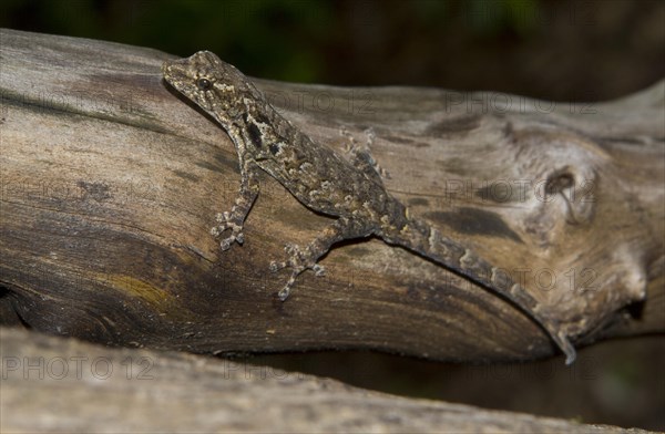 Madagascar Clawless Gecko