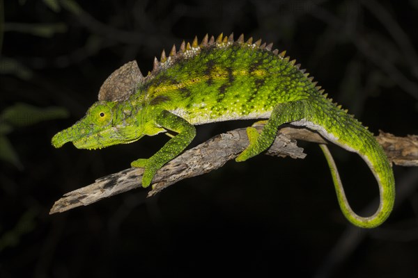 Antimena chameleon