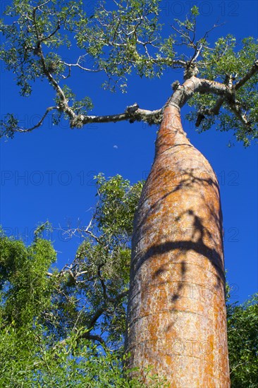 Fony Baobab