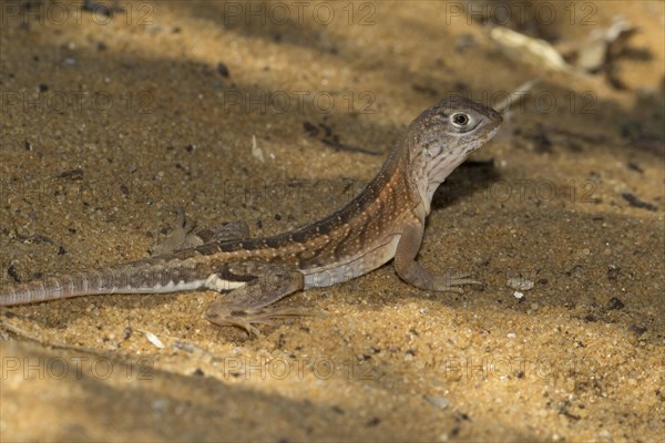 Chalarodon lizard
