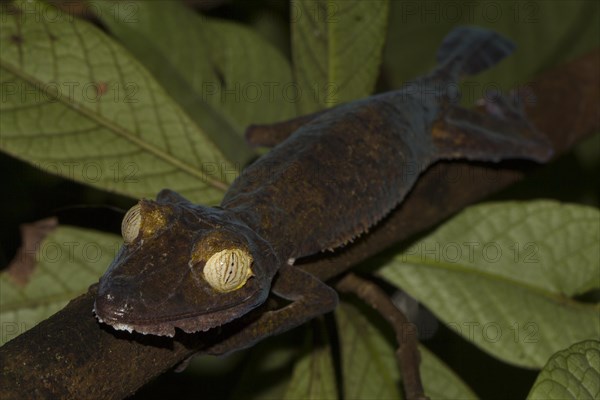 Mossy leaf-tailed gecko