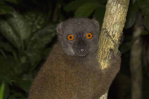 White-headed lemur