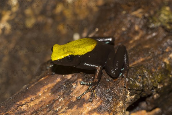 Climbing mantella