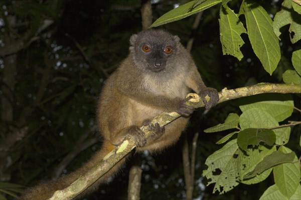 White-headed lemur