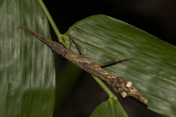 Stick insect