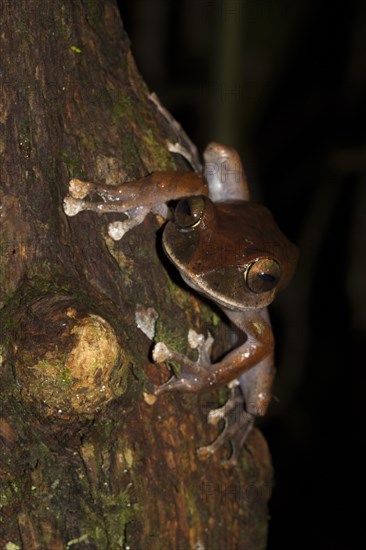 Madagascar Bright-eyed Frog