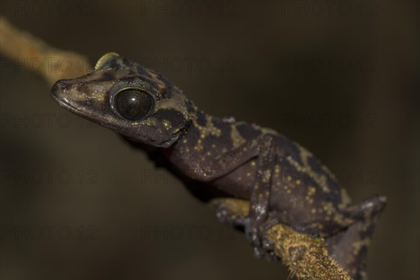 Graceful Madagascar Ground Gecko