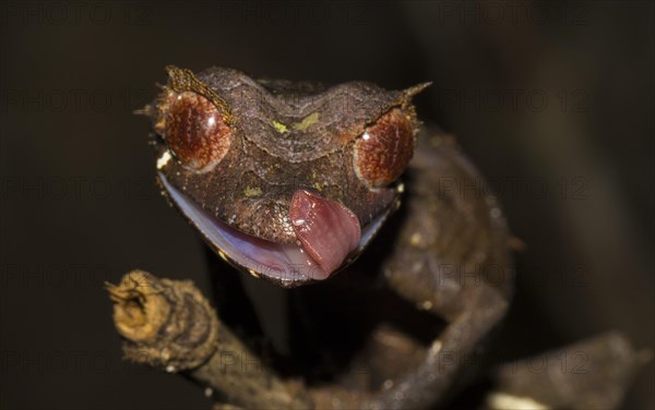 Leaf-tailed gecko