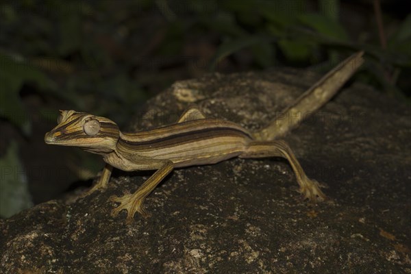 Lined flat-tail gecko