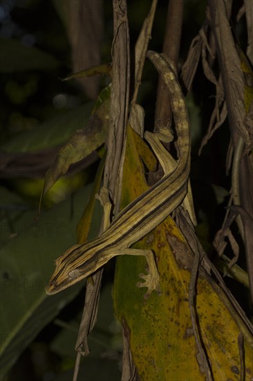 Mossy leaf-tailed gecko