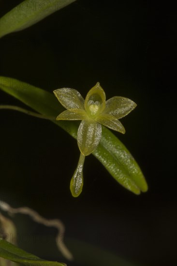 Orchid