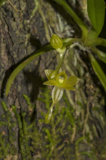 Orchid