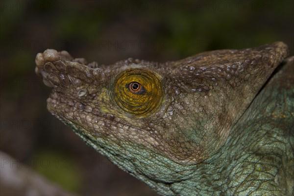 Parson's chameleon