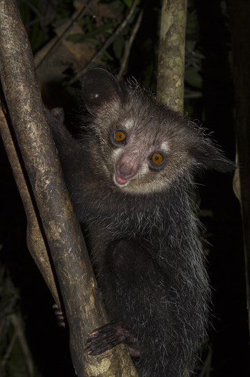 Aye-aye