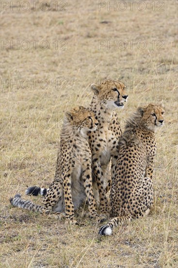 Cheetah