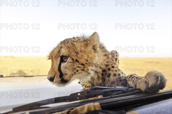 Young cheetah