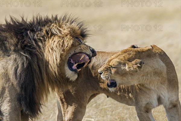 Lions
