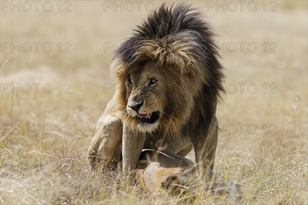 Lions
