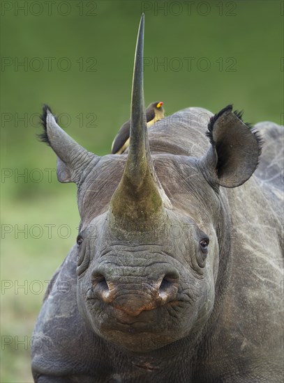 Black rhinoceros or hook-lipped rhinoceros