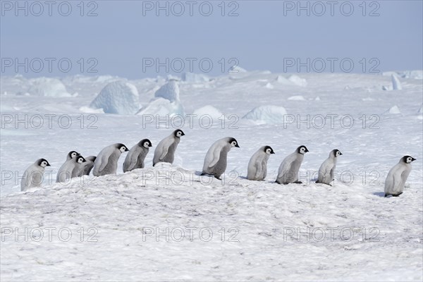 Emperor penguins