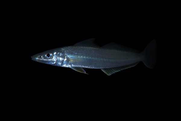 Silver sillago