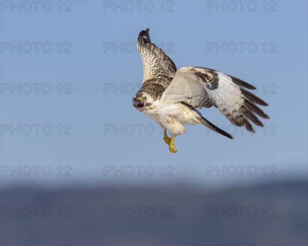 Common buzzard (Buteo buteo)