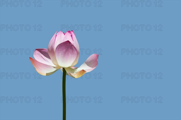 Lotus flower (Nelumbo sp.) against blue
