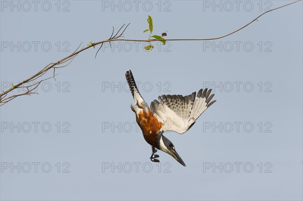 Ringed Kingfisher (Megaceryle torquata)