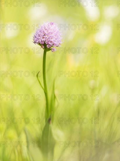 Round headed orchid (Traunsteinera globosa) in an Alpine meadow