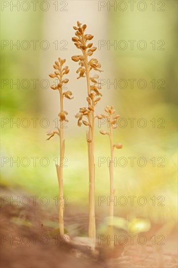 Bird's-nest Orchid (Neottia nidus-avis) group in the forest