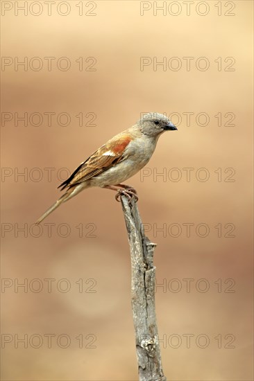 Northern Grey-headed Sparrow (Passer griseus)