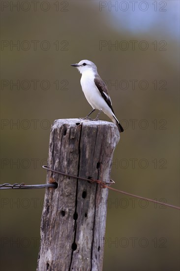 White-rumped monjita (Xolmis velatus)