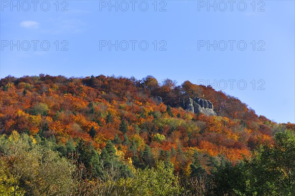 Autumn coloured trees on Mt Glatzenstein