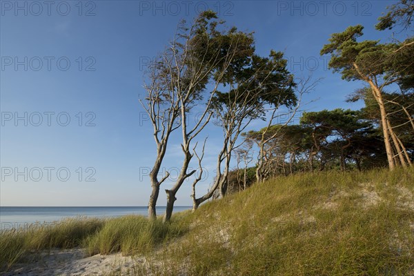 Dune and forest