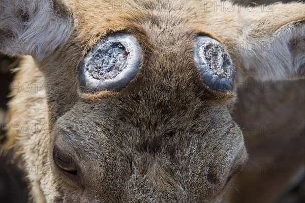 Red Deer (Cervus elaphus)