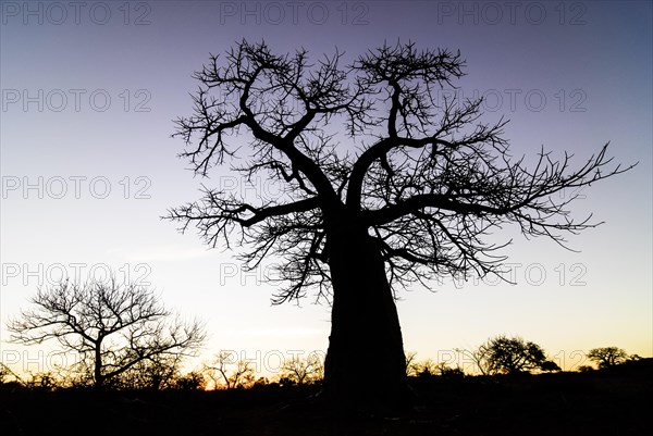 Baobab Tree (Adansonia digitata)